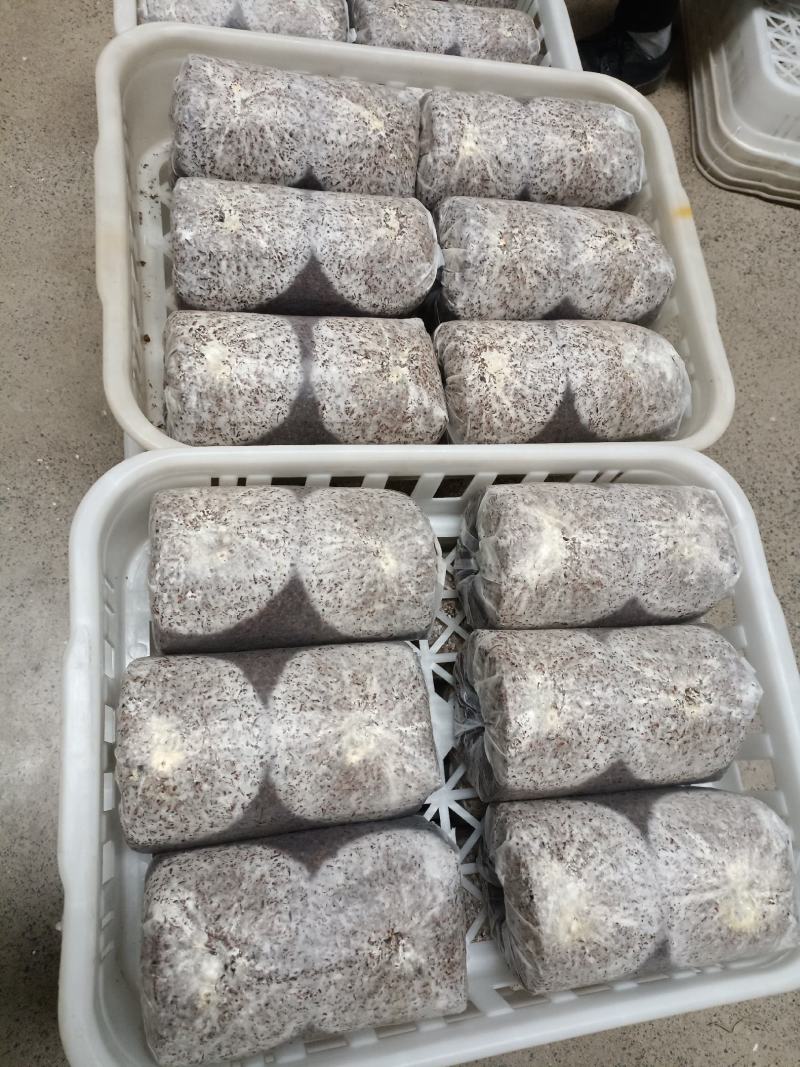 金耳菌包源头厂家发货，好质量高品质