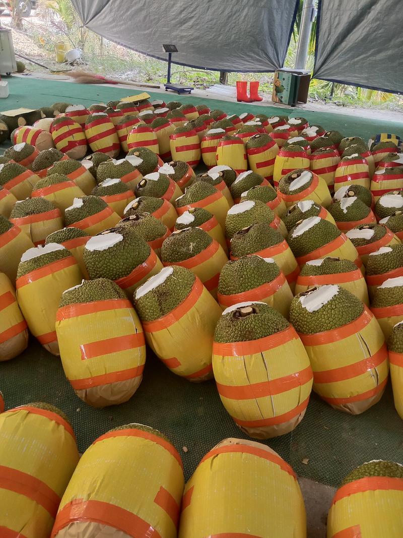 泰八红肉菠萝蜜对接全国市场全国代发（包售后）