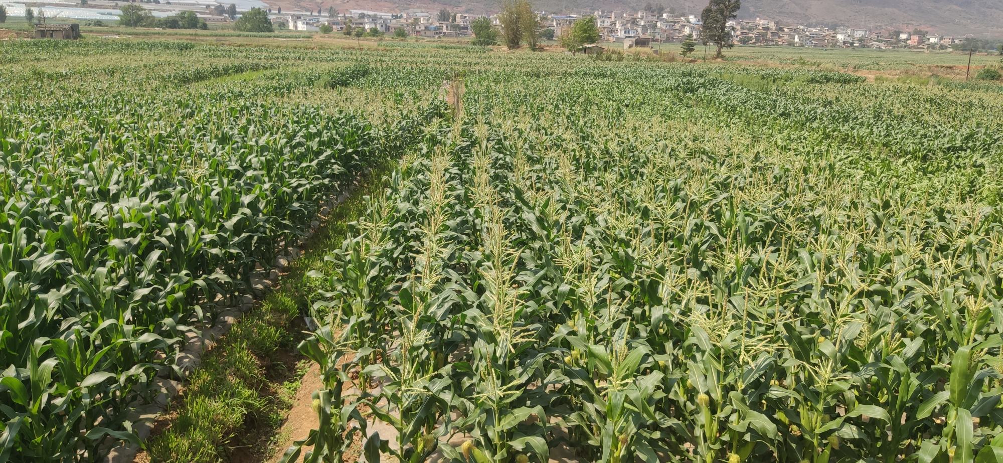 糯玉米田间成熟景象