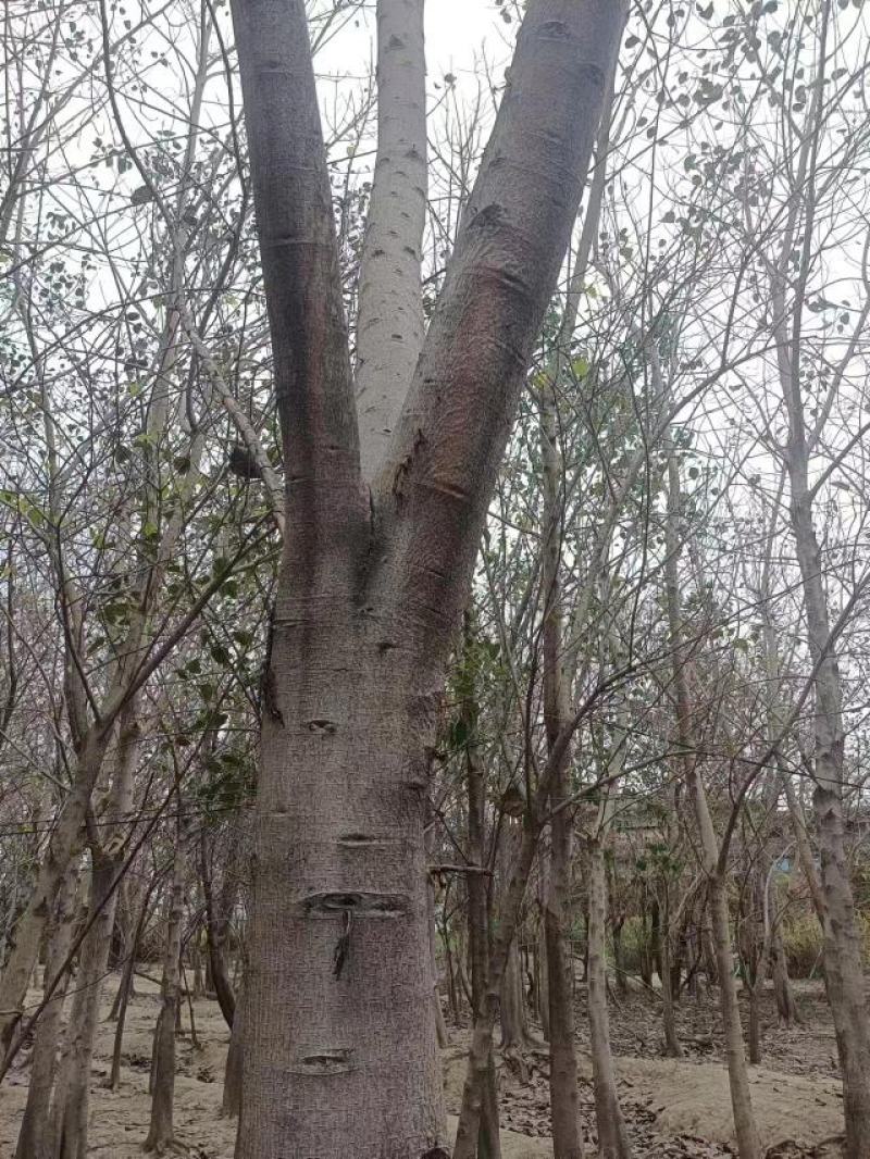 10多年菩提树