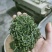 2023年新茶恩施富硒茶富硒毛尖贡芽玉露