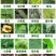 噻虫嗪悬浮剂稻飞虱蚜虫白粉虱蓟马水稻果树蔬菜噻虫螓杀虫剂