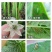 噻虫嗪悬浮剂稻飞虱蚜虫白粉虱蓟马水稻果树蔬菜噻虫螓杀虫剂
