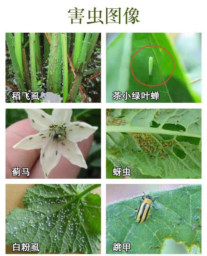 噻虫嗪悬浮剂稻飞虱蚜虫白粉虱蓟马水稻果树蔬菜噻虫螓杀虫剂