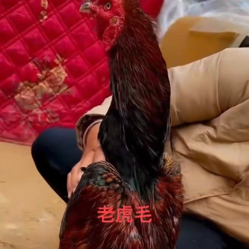 老虎毛