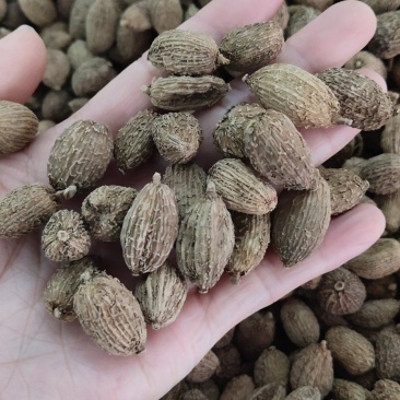 砂仁西砂仁毛砂仁春沙仁广砂仁新货中药材卤肉火锅香料调料包