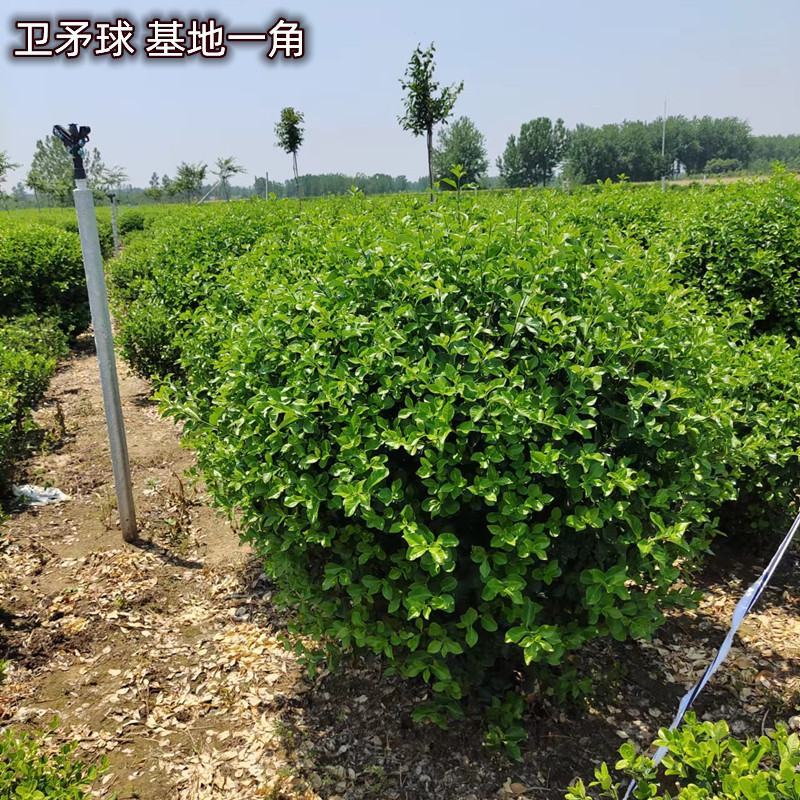 绿化苗木卫矛量大从优规格齐全欢迎各位老板联系洽谈