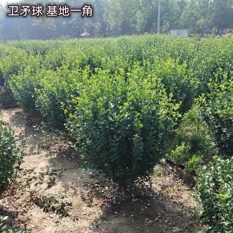 绿化苗木卫矛量大从优规格齐全欢迎各位老板联系洽谈