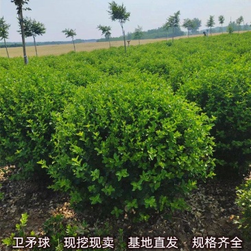 绿化苗木卫矛量大从优规格齐全欢迎各位老板联系洽谈