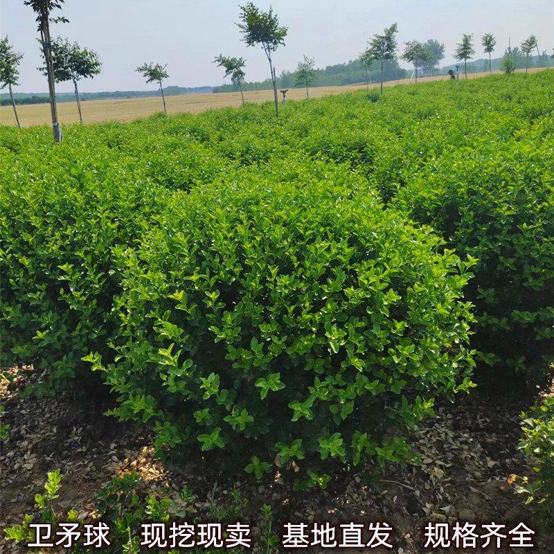 绿化苗木卫矛量大从优规格齐全欢迎各位老板联系洽谈