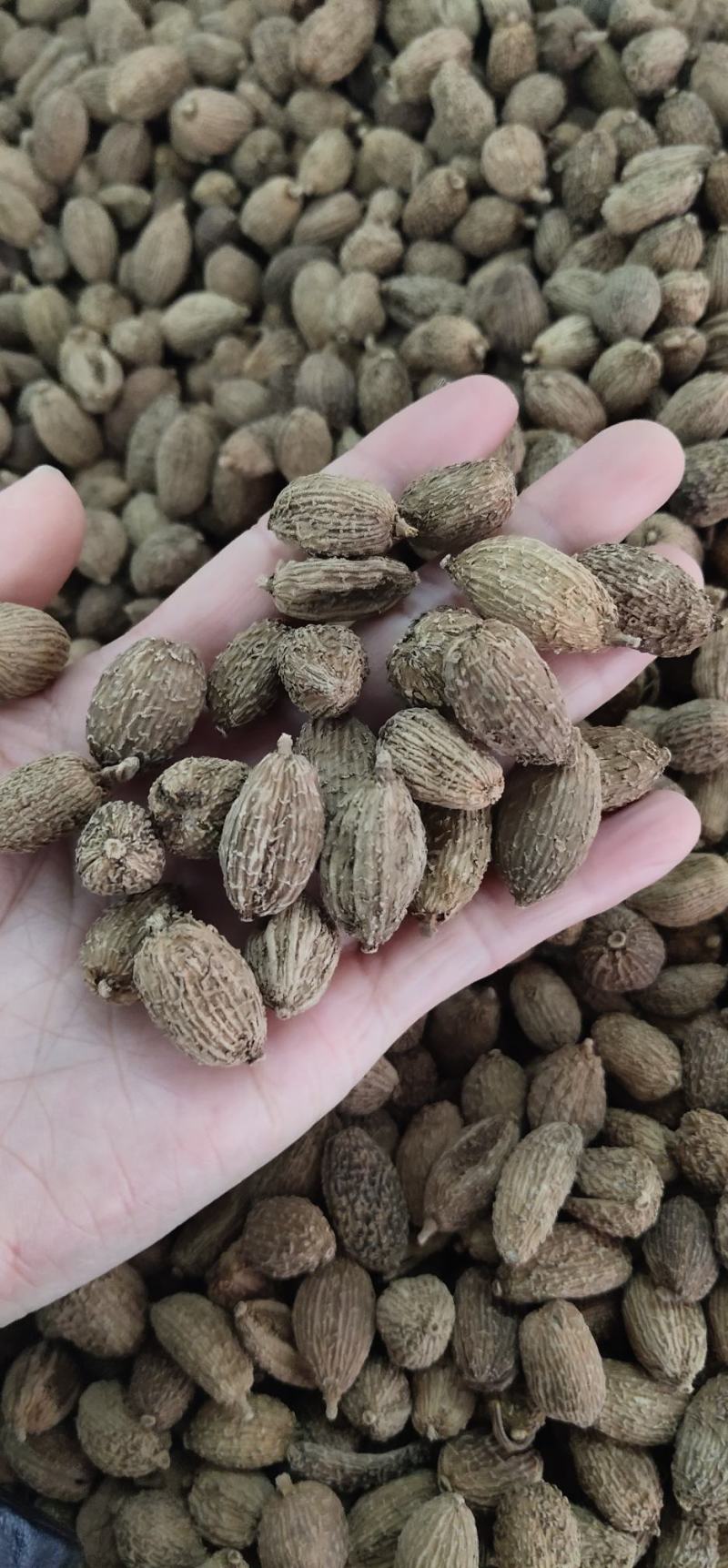 砂仁西砂仁毛砂仁春沙仁广砂仁新货中药材卤肉火锅香料调料包