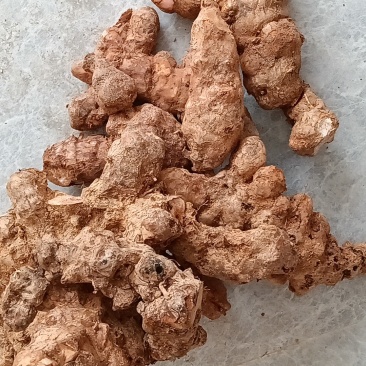 【推荐】精品湖南土茯苓可视频看货欢迎联系咨询