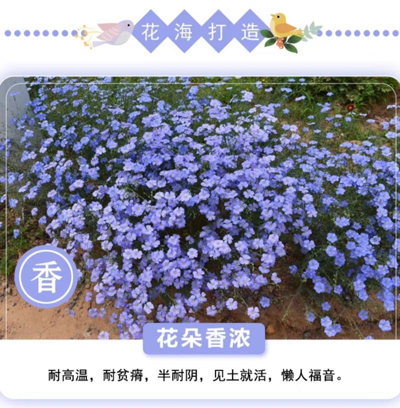 蓝花亚麻种子盆栽花卉阳台庭院花种子蓝亚麻花籽花海种子