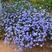 蓝花亚麻种子盆栽花卉阳台庭院花种子蓝亚麻花籽花海种子