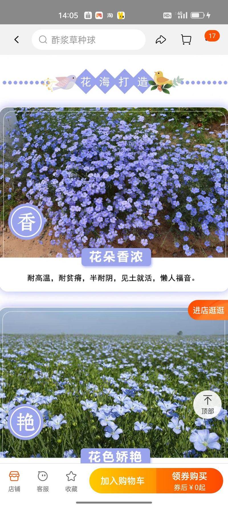 蓝花亚麻种子盆栽花卉阳台庭院花种子蓝亚麻花籽花海种子
