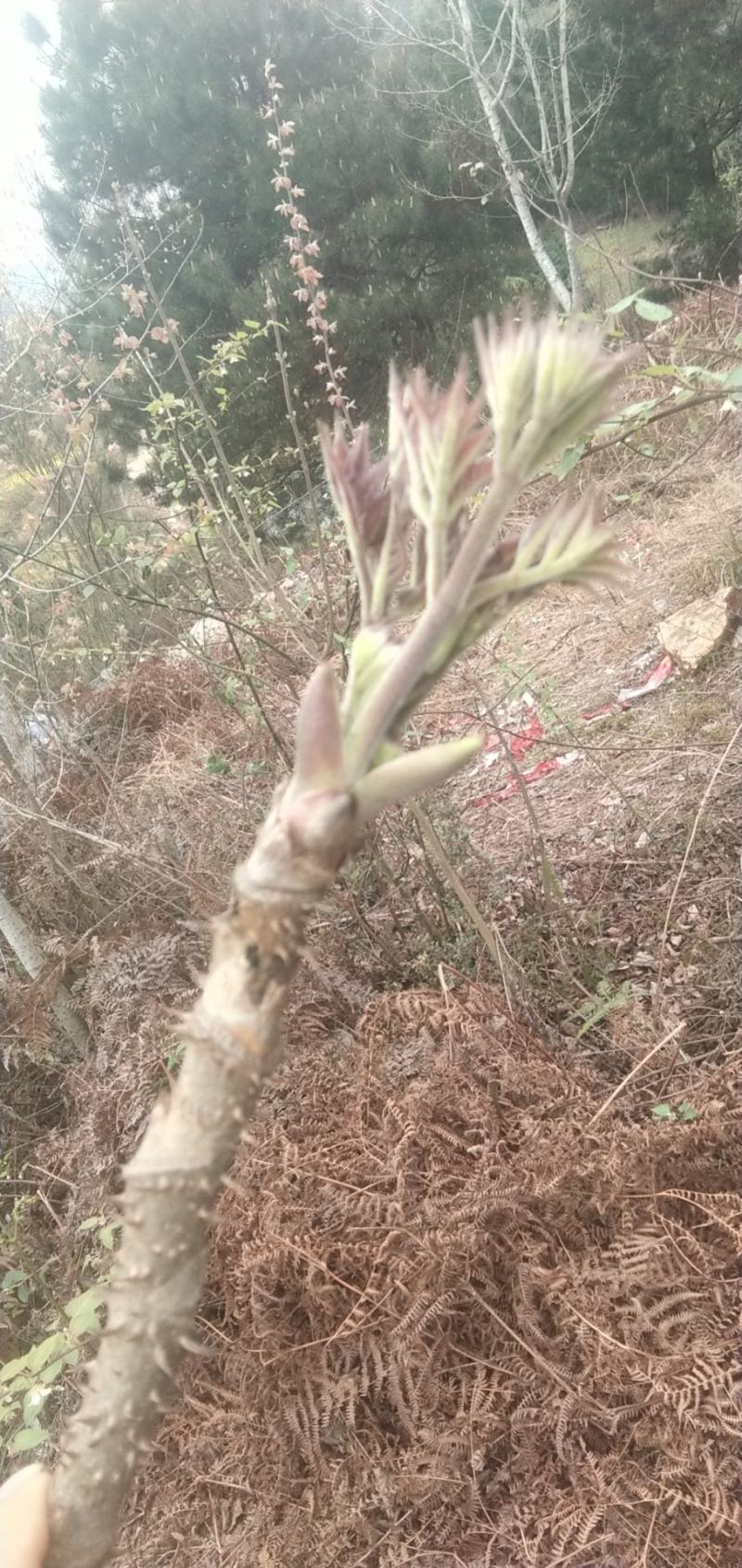 刺嫩牙2023年刺嫩芽大量上市了