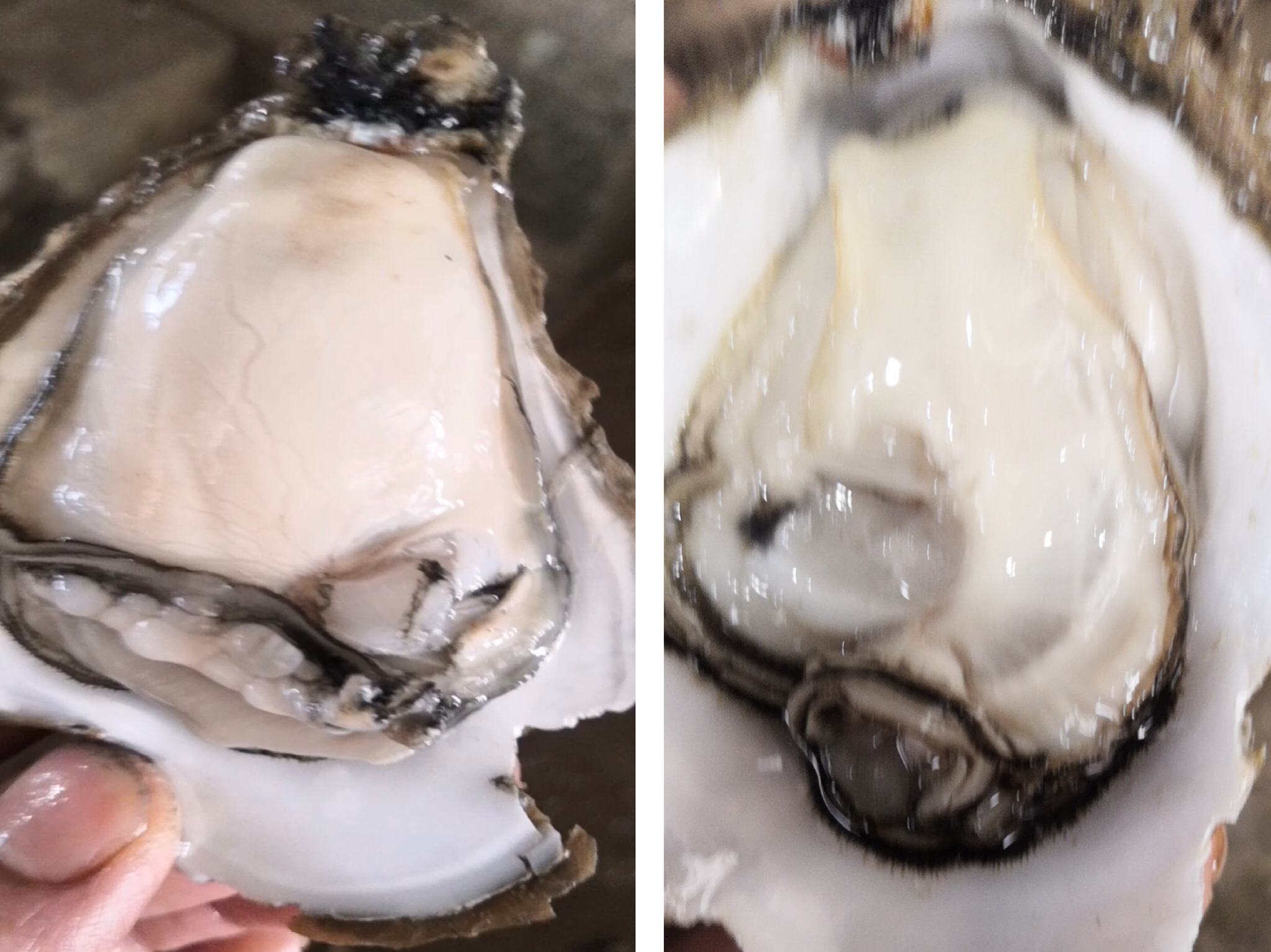 生蚝特写
