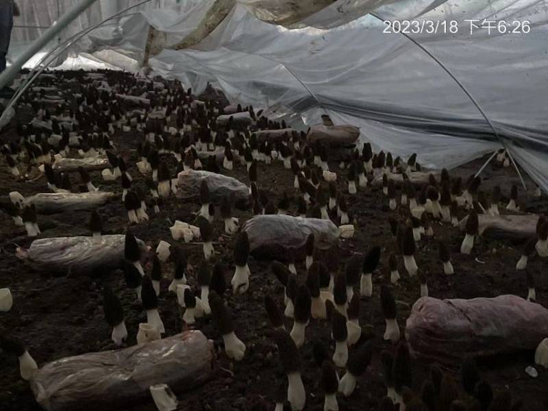 羊肚菌栽培种，六妹系列，免费提供技术，回收产品
