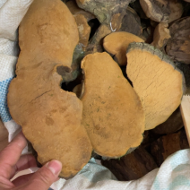 西藏沙棘桑黄，产地一手货源，质量杆杆滴。