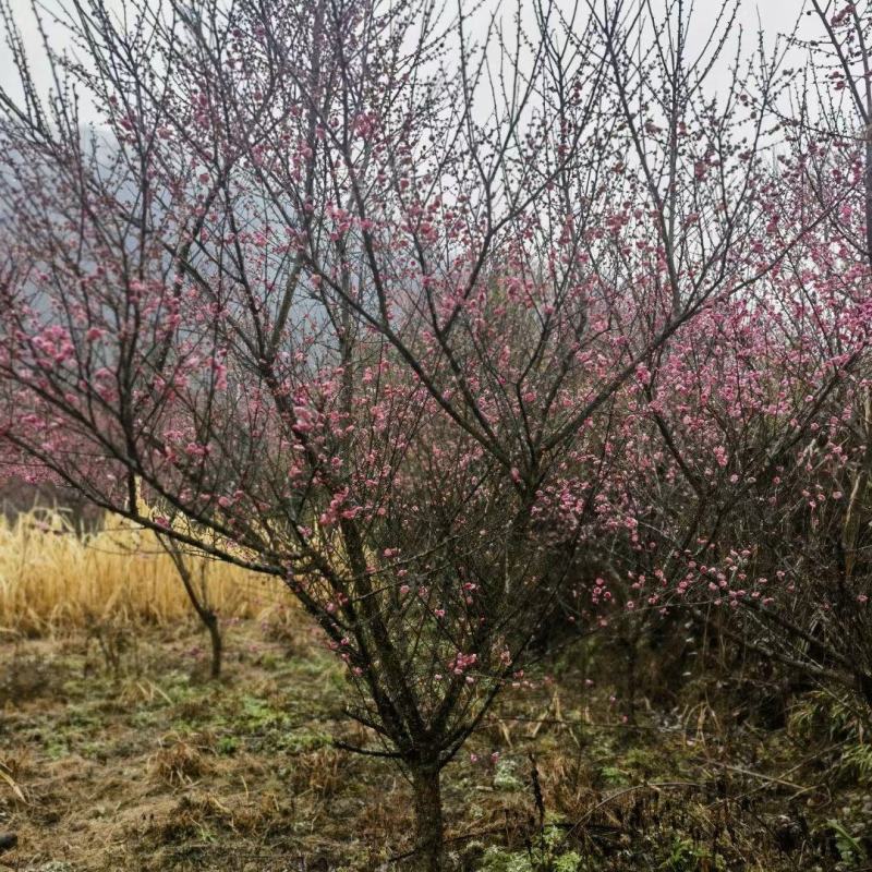 8公分红梅，苗圃直供，树型精品，常年大量供应，性价比高