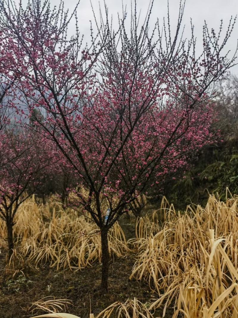 8公分红梅，苗圃直供，树型精品，常年大量供应，性价比高