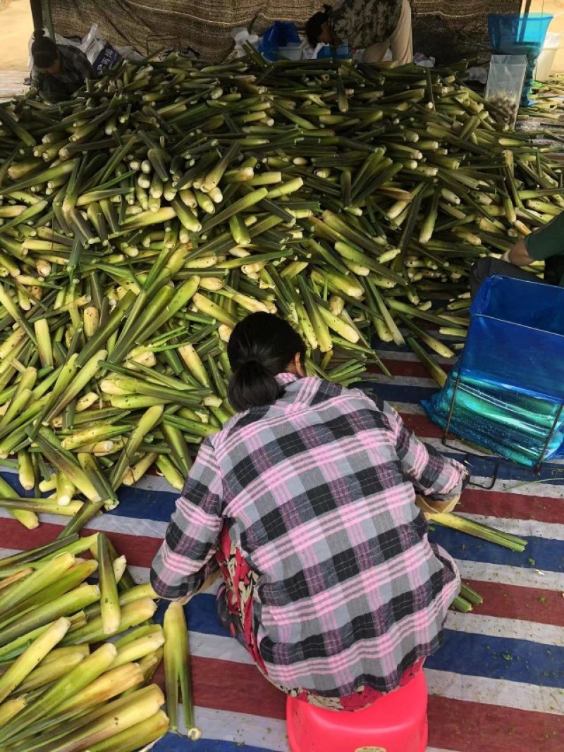 精品云南茭白，新鲜货源香脆可口物美价廉，对接各大市场商超