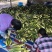 精品云南茭白,新鲜货源香脆可口物美价廉,对接各大市场商超