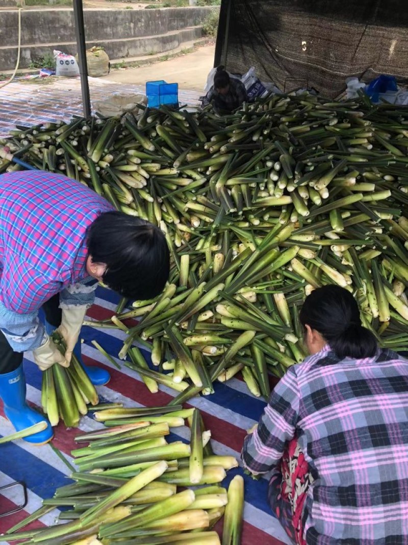 精品云南茭白，新鲜货源香脆可口物美价廉，对接各大市场商超