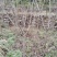 5公分樱花，苗圃直供，树型好，常年大量供应