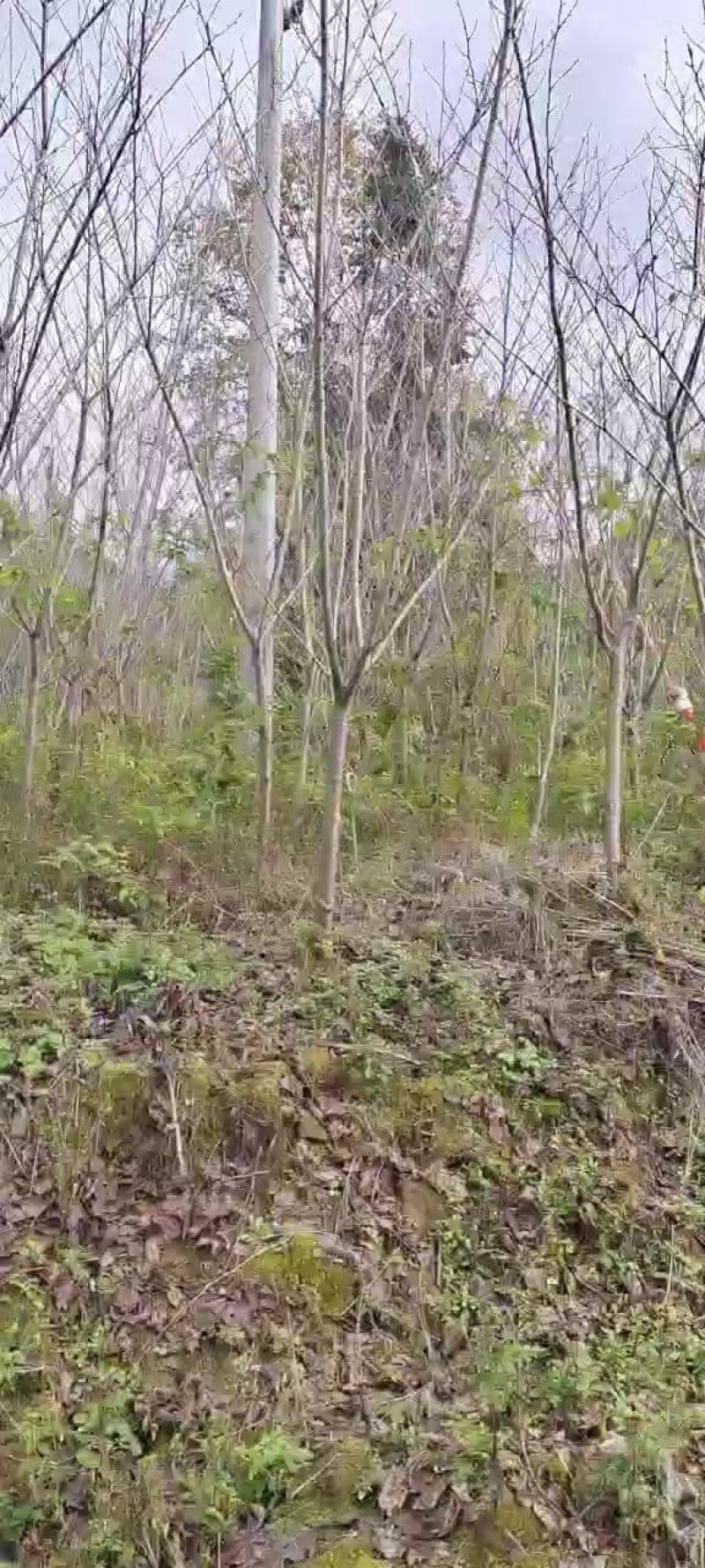 5公分樱花，苗圃直供，树型好，常年大量供应