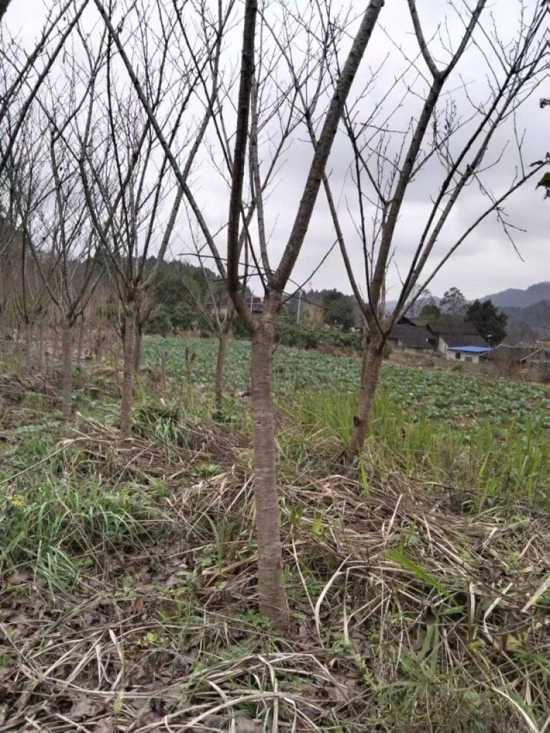 5公分樱花，苗圃直供，树型好，常年大量供应