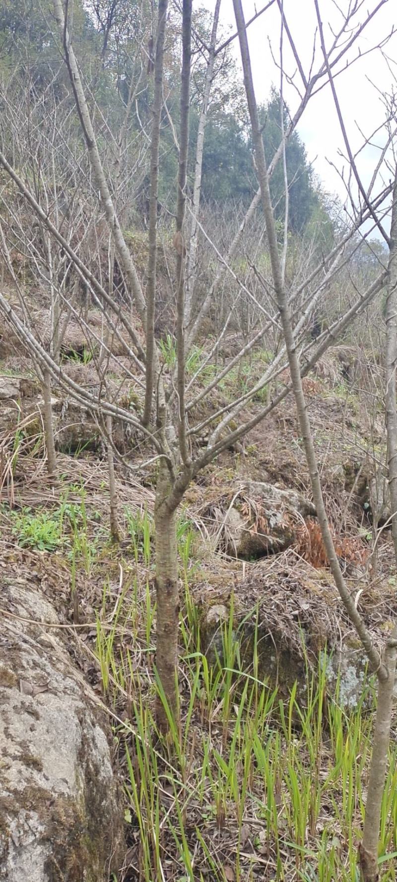 5公分樱花，苗圃直供，树型好，常年大量供应