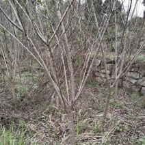 5公分樱花，苗圃直供，树型好，常年大量供应，性价比很高