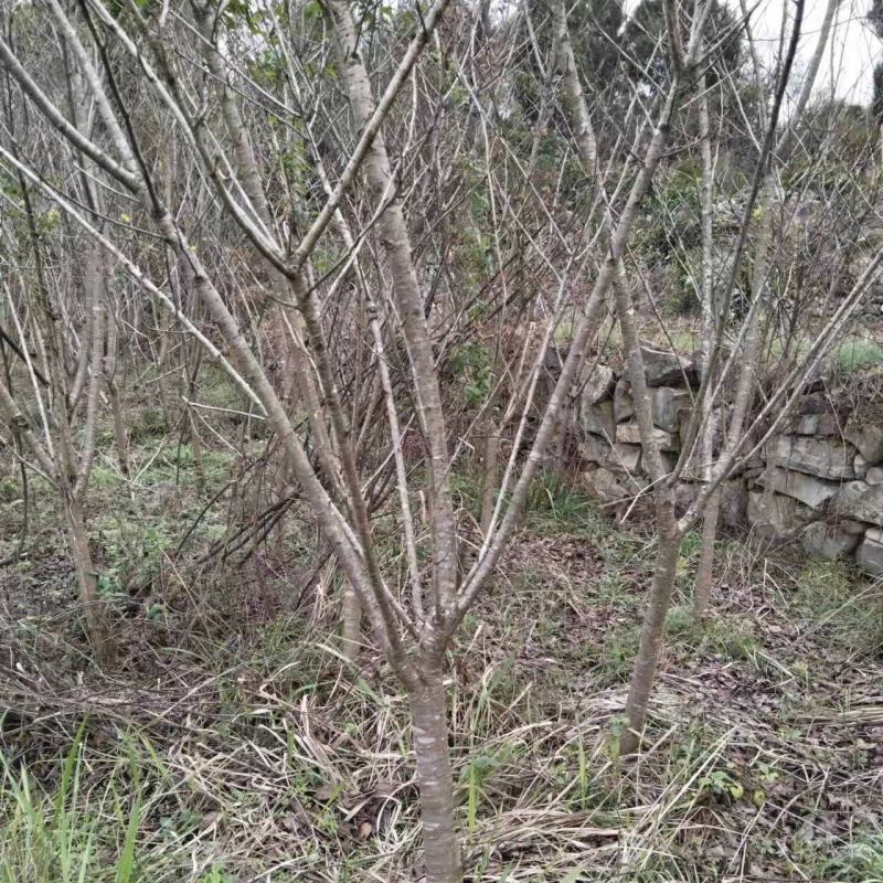 5公分樱花，苗圃直供，树型好，常年大量供应，性价比很高