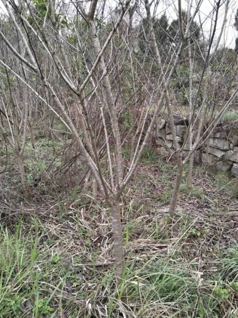 5公分樱花，苗圃直供，树型好，常年大量供应，性价比很高