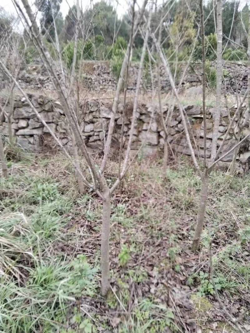 5公分樱花，苗圃直供，树型好，常年大量供应，性价比很高