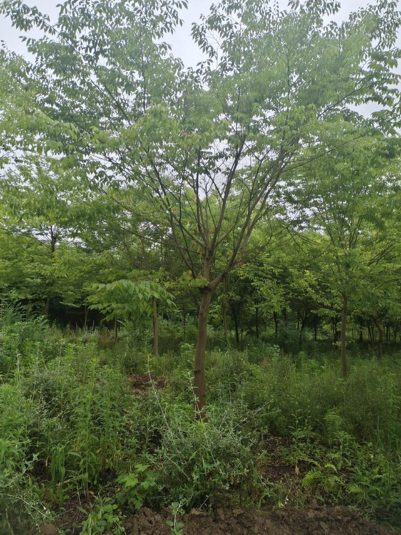 15公分榉树（苗圃直供，树型精品，价格实惠）