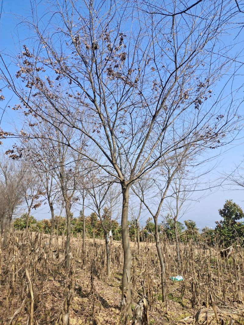 15公分榉树（苗圃直供，树型精品，价格实惠）