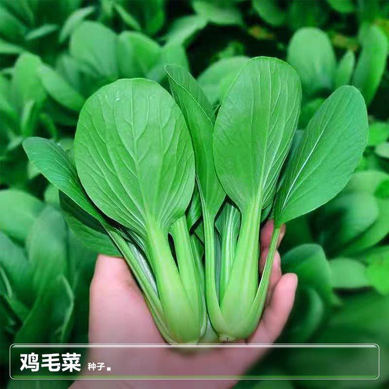 小青菜种子青梗菜种子上海青种子小油菜种子
