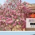 江苏玉兰花树绿化苗木不同规格欢迎各位老板联系