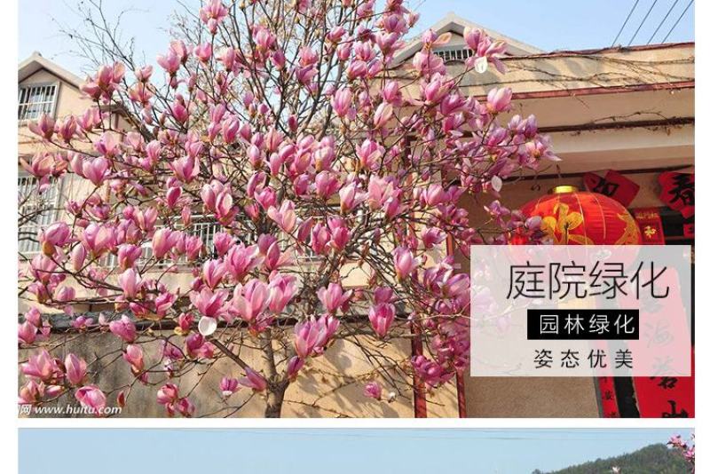 江苏玉兰花树绿化苗木不同规格欢迎各位老板联系