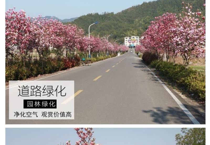 江苏玉兰花树绿化苗木不同规格欢迎各位老板联系