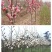 江苏玉兰花树绿化苗木不同规格欢迎各位老板联系