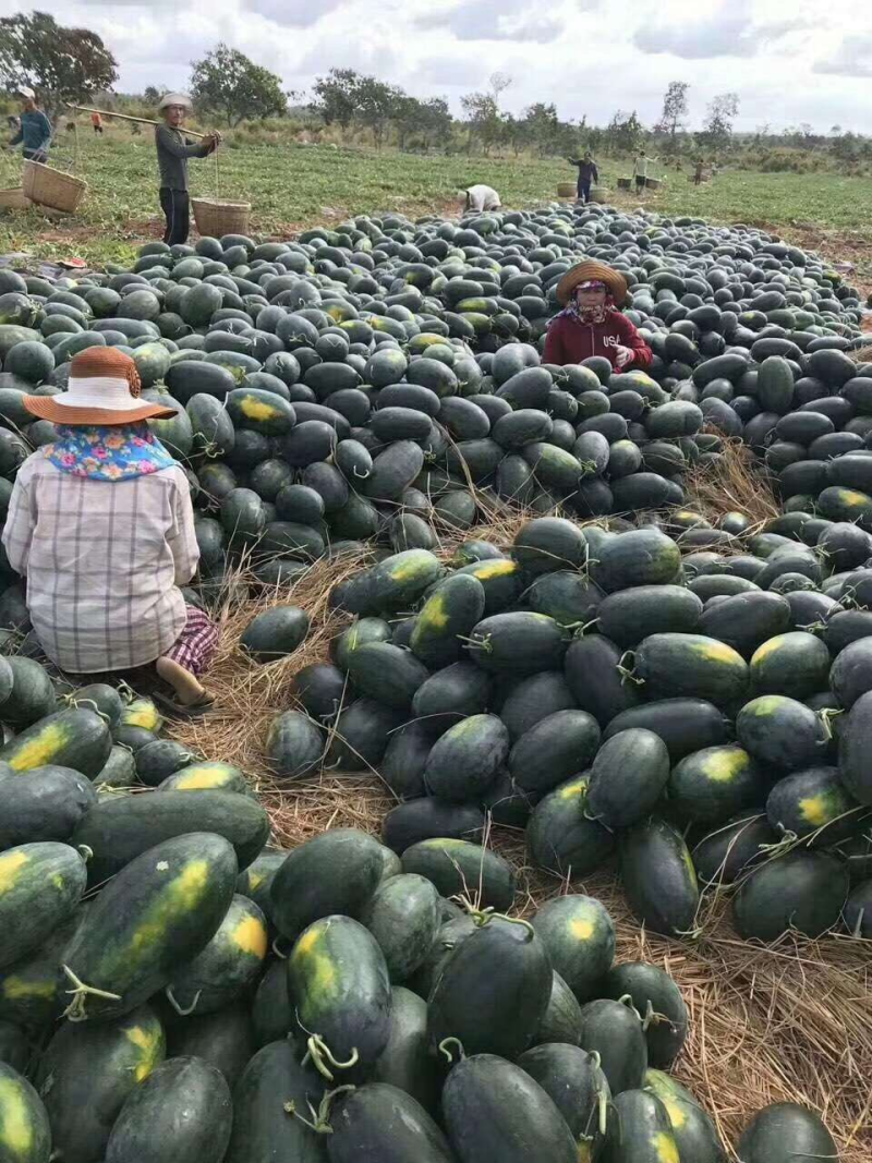 黑美人西瓜八斤起步13个糖整车发货保质保量