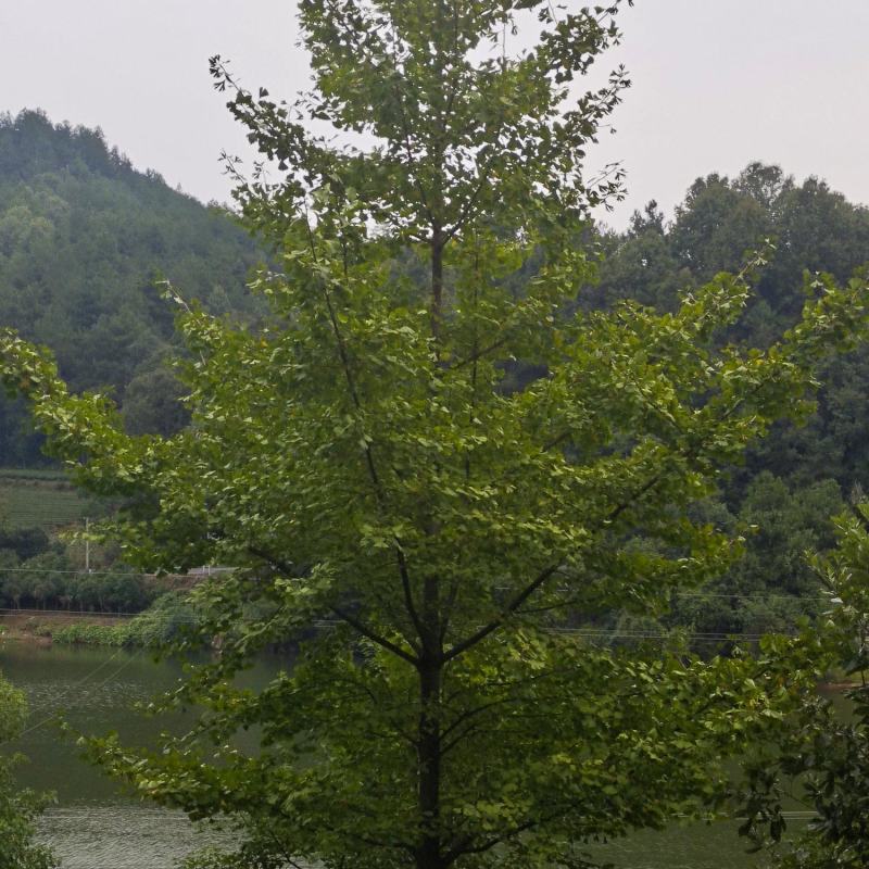 10公分银杏（苗圃直供，树型精品，价格实惠）