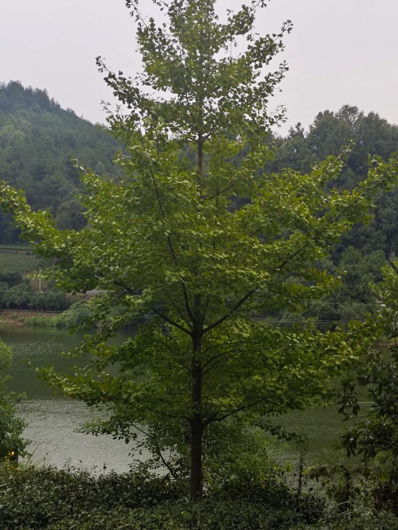 10公分银杏（苗圃直供，树型精品，价格实惠）