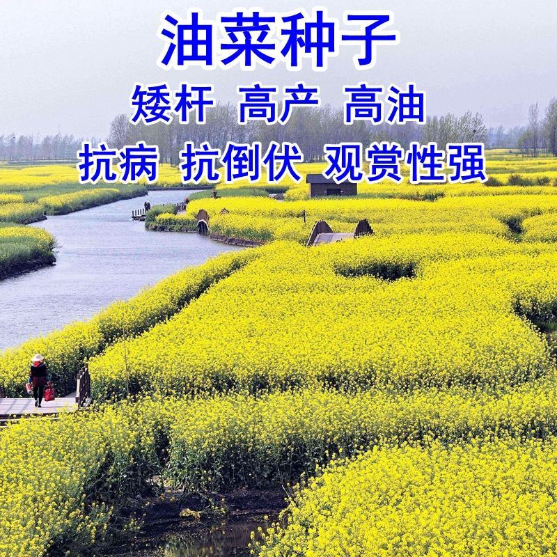 油菜籽四季油菜籽观赏型油菜花种子高产榨油油菜籽易种易存活