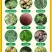 43%戊唑醇杀菌剂小麦白粉病苹果树斑点落叶病杀菌剂农药