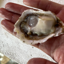 乳山生蚝豆豆，批发生产，壳薄肉厚