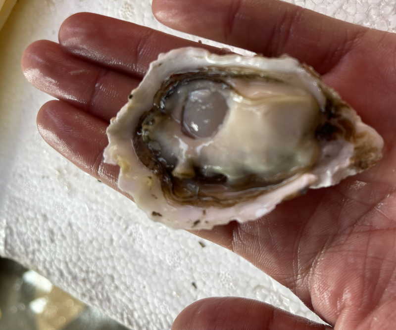 乳山生蚝豆豆，批发生产，壳薄肉厚